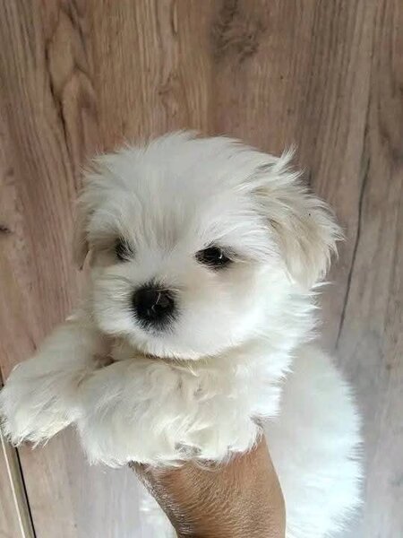 Bichon maltez
