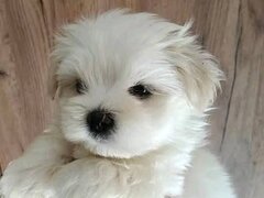 Bichon maltez